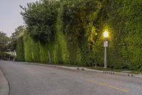 an empty street is lined with hedges and trees by the curb of the street at sunset