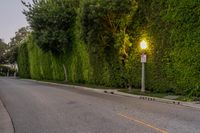 an empty street is lined with hedges and trees by the curb of the street at sunset