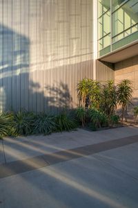 an outdoor area with plants and tree lined walkway with gray wall to the side of a large building