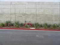 a red fire hydrant sitting by a wall next to a planter with a lot of small plants