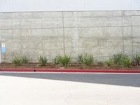 a red fire hydrant sitting by a wall next to a planter with a lot of small plants