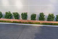 a row of different colored hedges next to some shrubbery near a wall of metal sheets