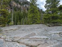 a dog stands on the edge of some large boulders in the middle of trees and rocks