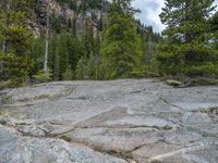 a dog stands on the edge of some large boulders in the middle of trees and rocks