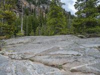 a dog stands on the edge of some large boulders in the middle of trees and rocks