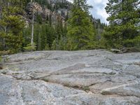 a dog stands on the edge of some large boulders in the middle of trees and rocks