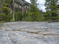 a dog stands on the edge of some large boulders in the middle of trees and rocks