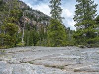 a dog stands on the edge of some large boulders in the middle of trees and rocks