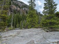 a dog stands on the edge of some large boulders in the middle of trees and rocks