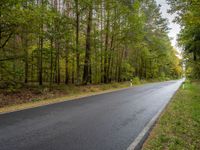 a winding asphalt road in front of the woods with trees on both sides of the road