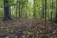 Lush Autumn Forest Scenic View