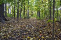 Lush Autumn Forest Scenic View