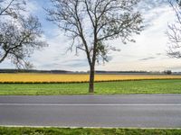 an empty street lined with trees and yellow fields in the distance on the other side