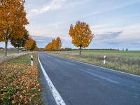 a roadway surrounded by trees and bushes with yellow leaves on both sides of the road