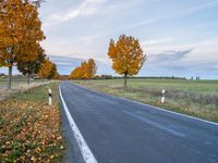 a roadway surrounded by trees and bushes with yellow leaves on both sides of the road