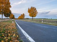 a roadway surrounded by trees and bushes with yellow leaves on both sides of the road