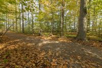 Exploring the Lush Forests of Canada: A Pathway Adventure