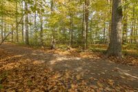 Exploring the Lush Forests of Canada: A Pathway Adventure