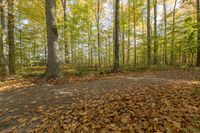 Exploring the Lush Forests of Canada: A Pathway Adventure