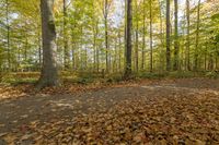 Exploring the Lush Forests of Canada: A Pathway Adventure