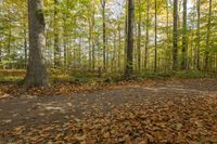 Exploring the Lush Forests of Canada: A Pathway Adventure