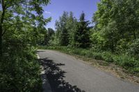 an empty street in the woods with trees on either side and bushes to the right