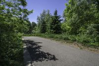 an empty street in the woods with trees on either side and bushes to the right