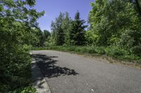 an empty street in the woods with trees on either side and bushes to the right