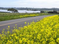 Lush Canola Field in California, USA