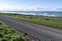 a wide open road stretches along a green beach lined by sheep and birds sitting on the posts