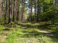 a wide path winds through a pine forest on a sunny day with bright sun filtering in