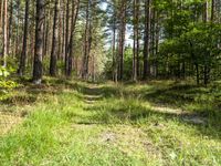 a wide path winds through a pine forest on a sunny day with bright sun filtering in