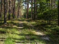 a wide path winds through a pine forest on a sunny day with bright sun filtering in