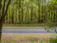 an asphalt road surrounded by a wooded area and trees in the fall time with leaves on the ground