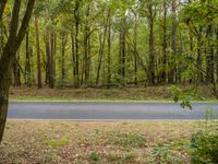 an asphalt road surrounded by a wooded area and trees in the fall time with leaves on the ground