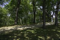 this is an image of a park setting in the shade of trees in the summer