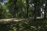 this is an image of a park setting in the shade of trees in the summer