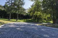 Lush Forest Drive in New Zealand Landscape