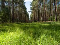 Lush Forest Land Lot in Berlin-Brandenburg