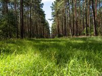 Lush Forest Land Lot in Berlin-Brandenburg