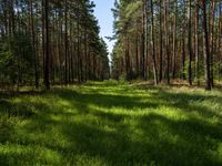 Lush Forest Land Lot in Berlin-Brandenburg