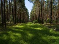 Lush Forest Land Lot in Berlin-Brandenburg