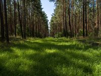 Lush Forest Land Lot in Berlin-Brandenburg