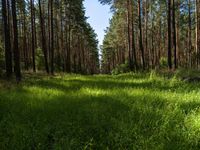 Lush Forest Land Lot in Berlin-Brandenburg