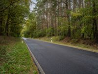 a paved road near a line of trees in the woods with white signs in front of it