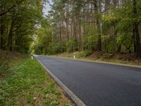 a paved road near a line of trees in the woods with white signs in front of it