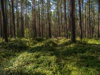 a grassy forest filled with lots of green plants and tall pine trees - in sunlight