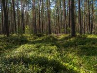 a grassy forest filled with lots of green plants and tall pine trees - in sunlight