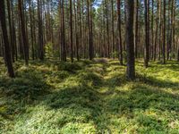 a grassy forest filled with lots of green plants and tall pine trees - in sunlight