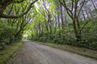 there is a view down the road with green trees on it and a paved pathway between two lanes